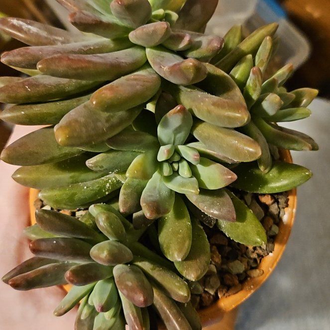Photo of the plant species Graptosedum 'Darley Sunshine' by @Heisenburg named Drake on Greg, the plant care app