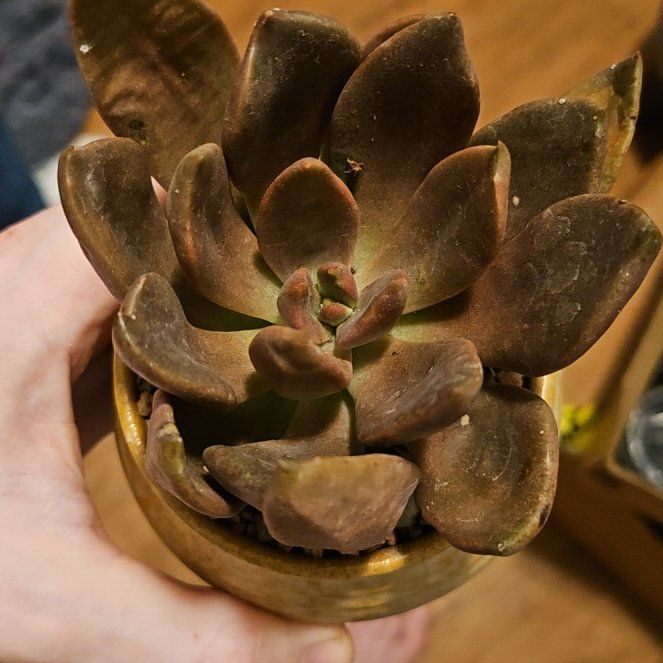 Photo of the plant species Graptoveria Juliana by @Heisenburg named Ronaldo on Greg, the plant care app