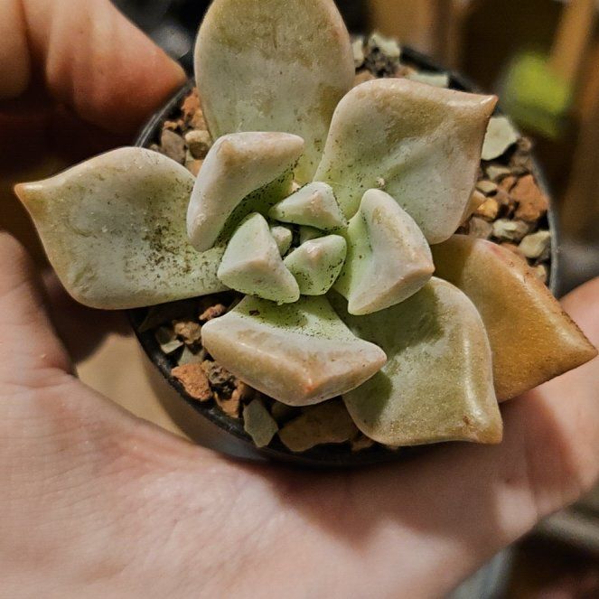 Photo of the plant species Assorted Graptopetalum by @Heisenburg named Sigmund on Greg, the plant care app