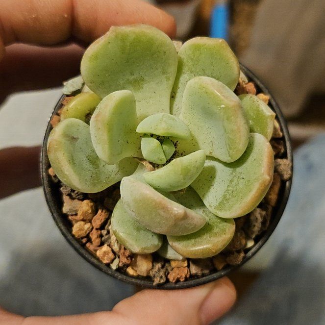 Photo of the plant species Graptoveria 'A Grim One' by @Heisenburg named Queen on Greg, the plant care app