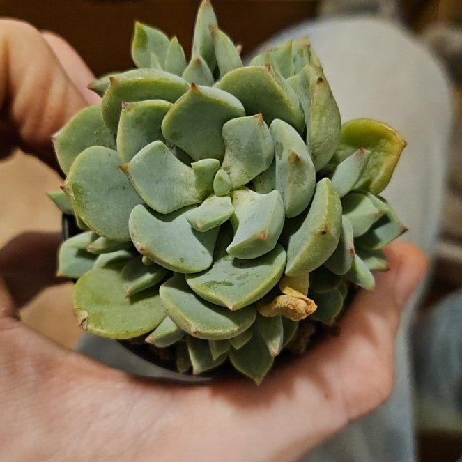 Photo of the plant species Porcelain Plant by @Heisenburg named ChloroPhil on Greg, the plant care app