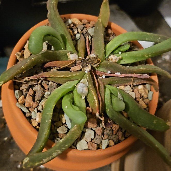 Photo of the plant species Tongue-Leaved Glottiphyllum by @Heisenburg named Kylie on Greg, the plant care app