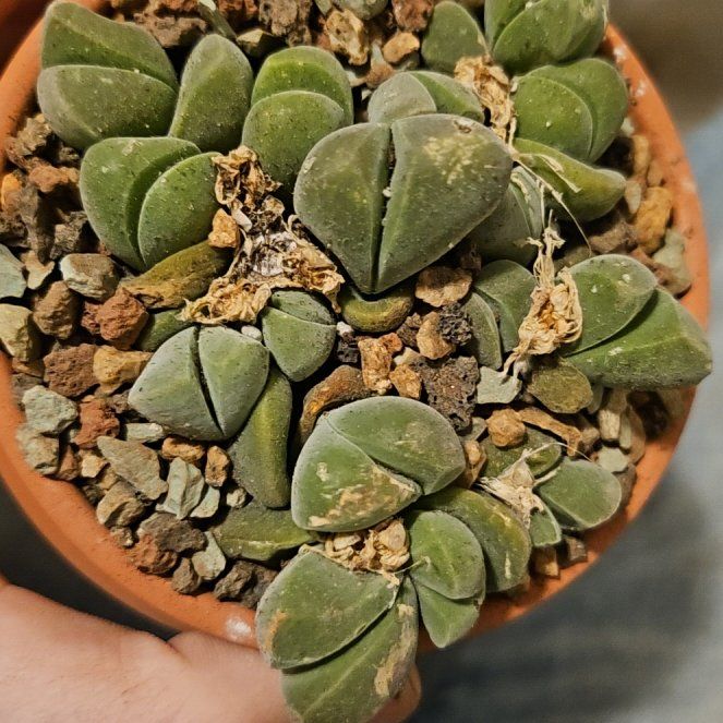 Photo of the plant species Gibbaeum dispar by @Heisenburg named Lebron on Greg, the plant care app