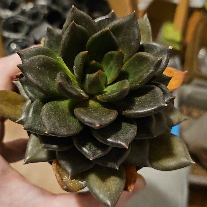 Photo of the plant species Black Mamba Echeveria by @Heisenburg named Clooney on Greg, the plant care app