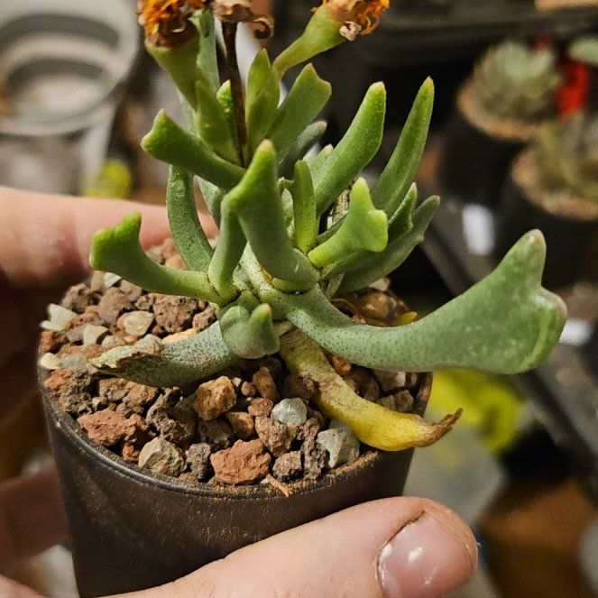 Photo of the plant species Elkhorn Plant by @Heisenburg named Mochi on Greg, the plant care app