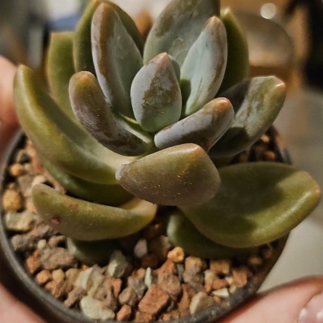 Photo of the plant species Echeveria tolimanensis by @Heisenburg named Queen on Greg, the plant care app