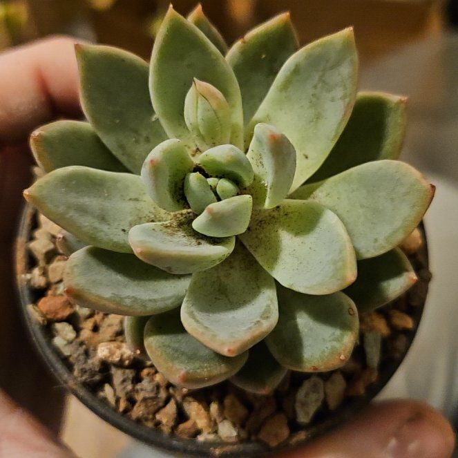 Photo of the plant species Assorted Pachyveria by @Heisenburg named Pachyveria Hanabijin on Greg, the plant care app