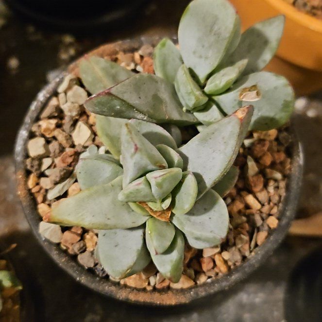 Photo of the plant species Oscularia caulescens by @Heisenburg named Nithin on Greg, the plant care app