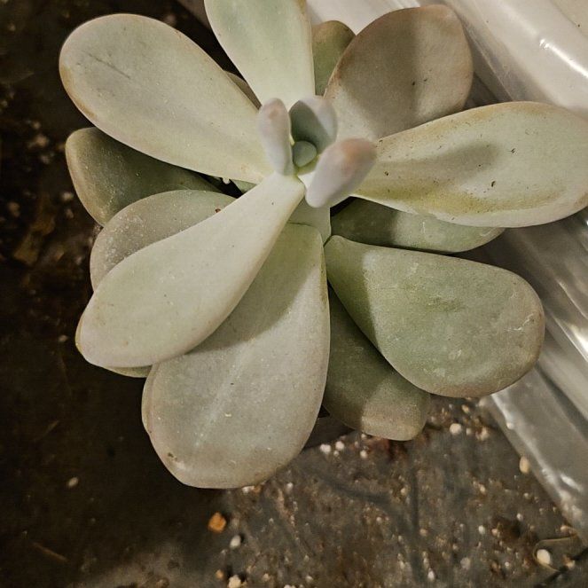Photo of the plant species Assorted Pachyveria by @Heisenburg named Pachyveria Bubbles on Greg, the plant care app