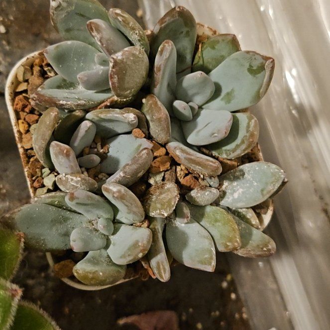 Photo of the plant species Powder Puff by @Heisenburg named Denali on Greg, the plant care app