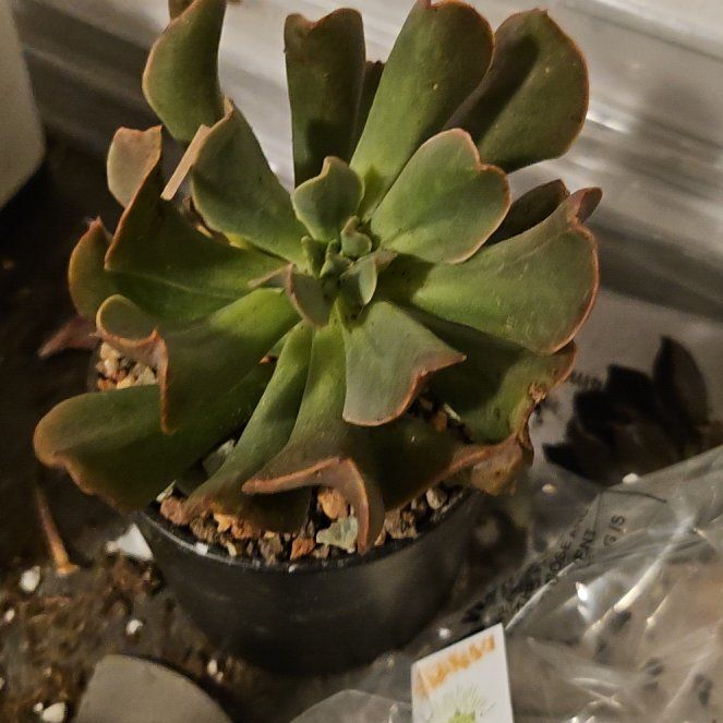 Photo of the plant species Dark Vader Echeveria by @Heisenburg named Baesil on Greg, the plant care app
