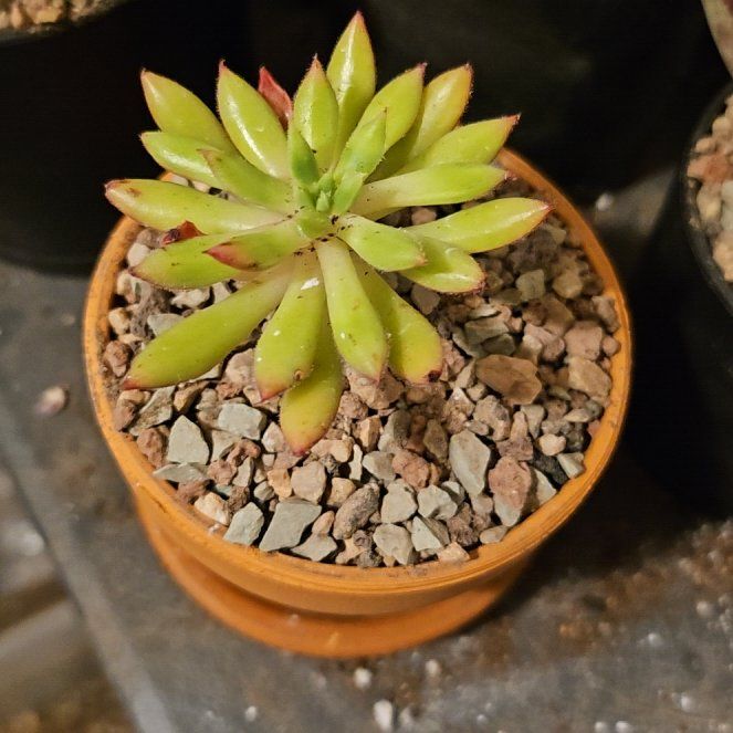Photo of the plant species Echeveria Spruce Oliver by @Heisenburg named Homer on Greg, the plant care app