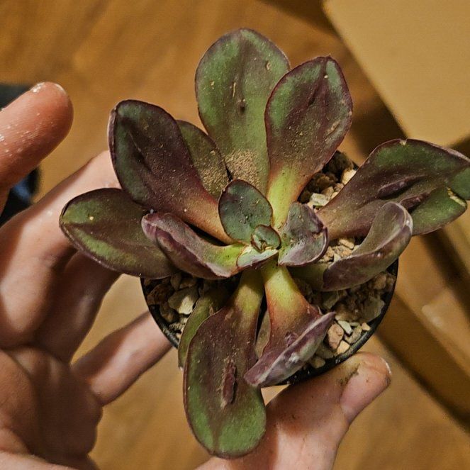 Photo of the plant species Echeveria by @Heisenburg named Sherlock on Greg, the plant care app