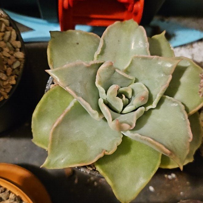 Photo of the plant species Echeveria 'Madiba' by @Heisenburg named Navajo on Greg, the plant care app