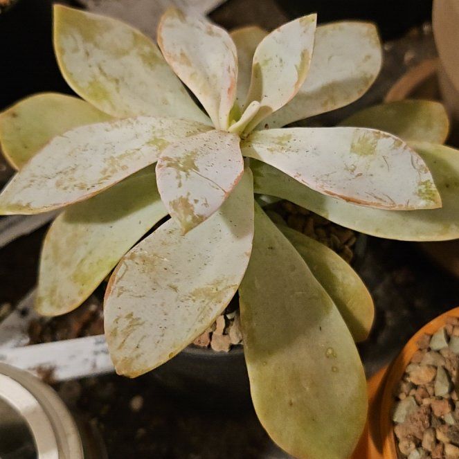 Photo of the plant species Costa Brava Echeveria by @Heisenburg named Elina on Greg, the plant care app