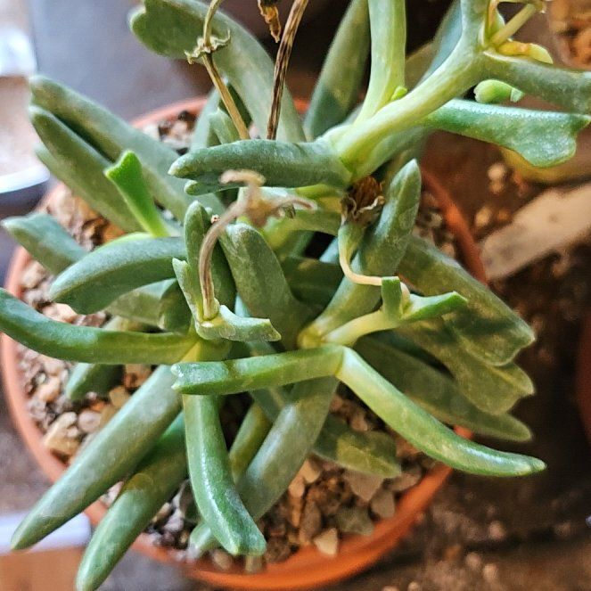 Photo of the plant species Elkhorn Plant by @Heisenburg named da Vinci on Greg, the plant care app