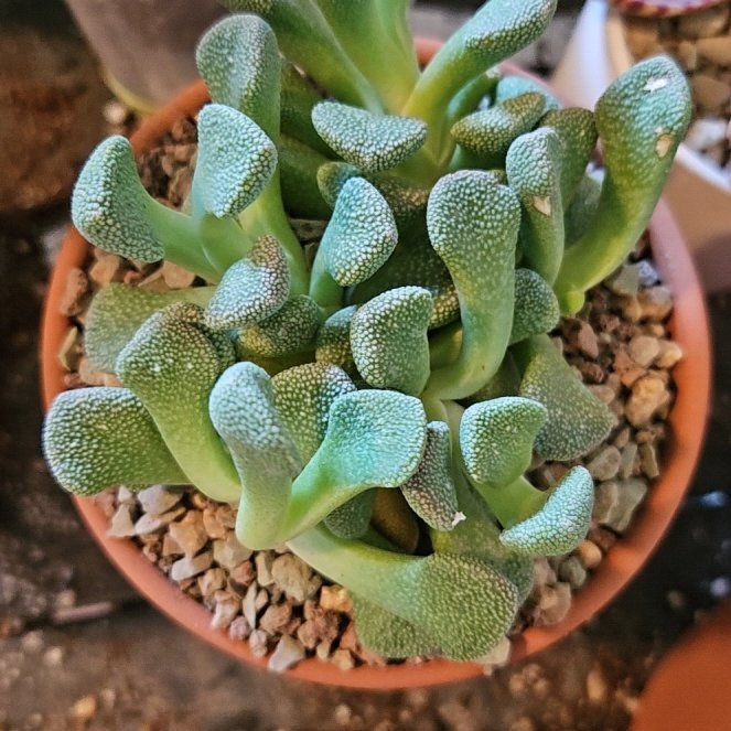 Photo of the plant species Aloinopsis by @Heisenburg named Sol on Greg, the plant care app