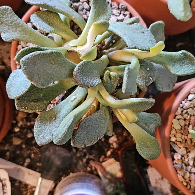Photo of the plant species Aloinopsis rosulata by @Heisenburg named Pax on Greg, the plant care app