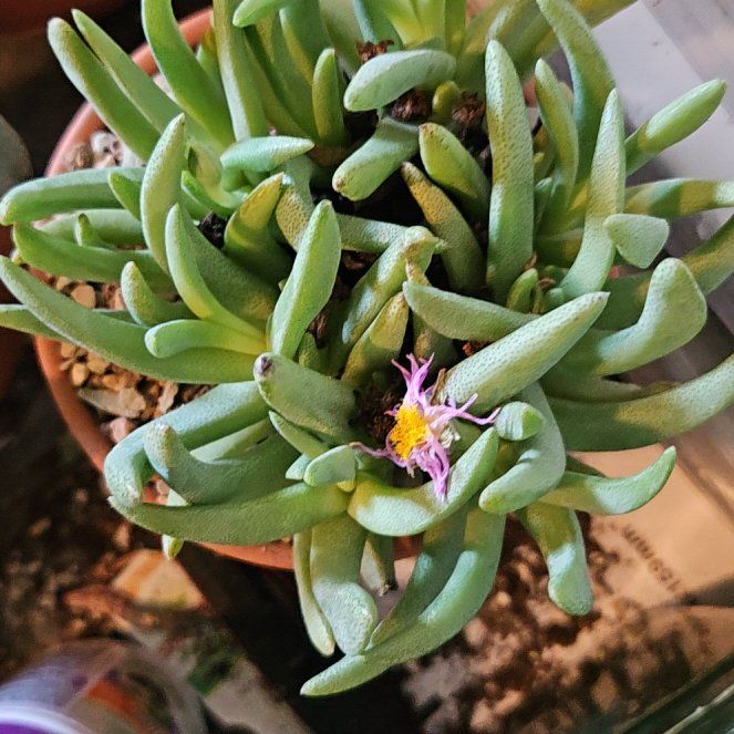 Photo of the plant species Prince Albert Vygie by @Heisenburg named Tupot amaroot on Greg, the plant care app