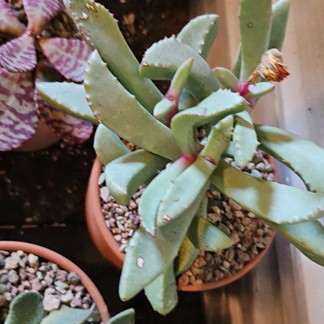 Photo of the plant species Assorted Aloinopsis by @Heisenburg named Carruanthus peersii (maybe C. ringens) on Greg, the plant care app