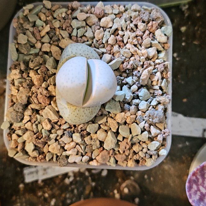 Photo of the plant species Dinteranthus Wilmottianus by @Heisenburg named Prince on Greg, the plant care app