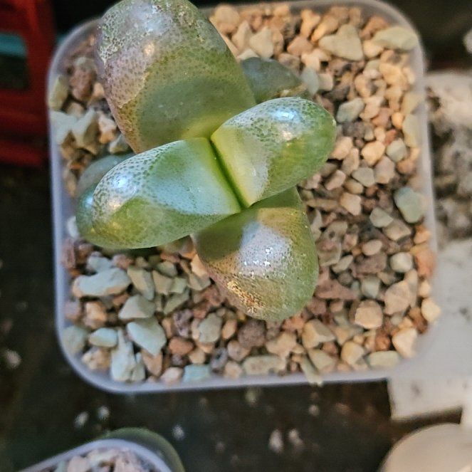 Photo of the plant species Tanquana hilmarii by @Heisenburg named Gobi on Greg, the plant care app