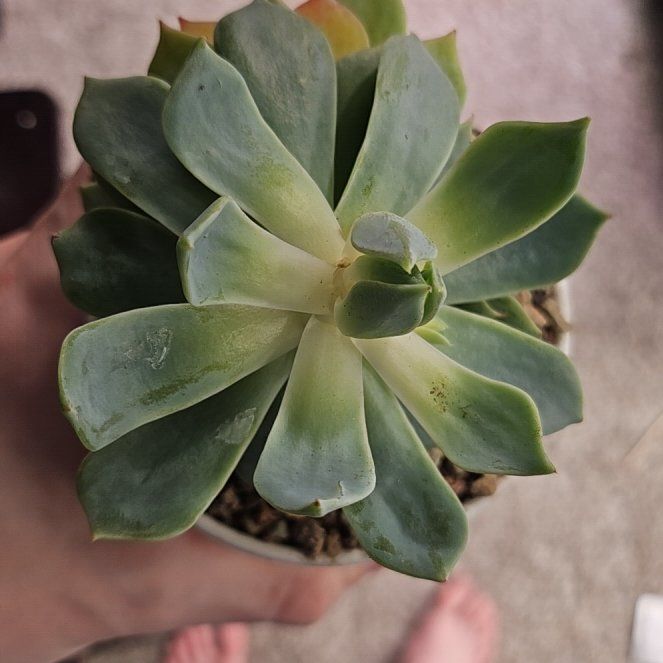 Photo of the plant species Echeveria 'Azulita' by @Heisenburg named Michelle Branch on Greg, the plant care app