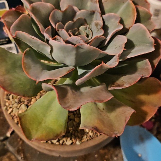 Photo of the plant species Love's Embers by @Heisenburg named Queen on Greg, the plant care app