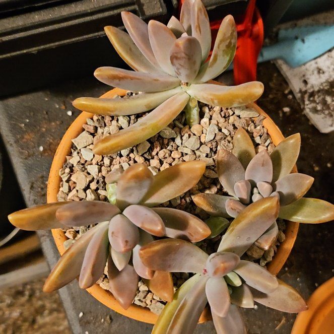 Photo of the plant species Graptoveria 'Blue Pearl' by @Heisenburg named Marilyn on Greg, the plant care app