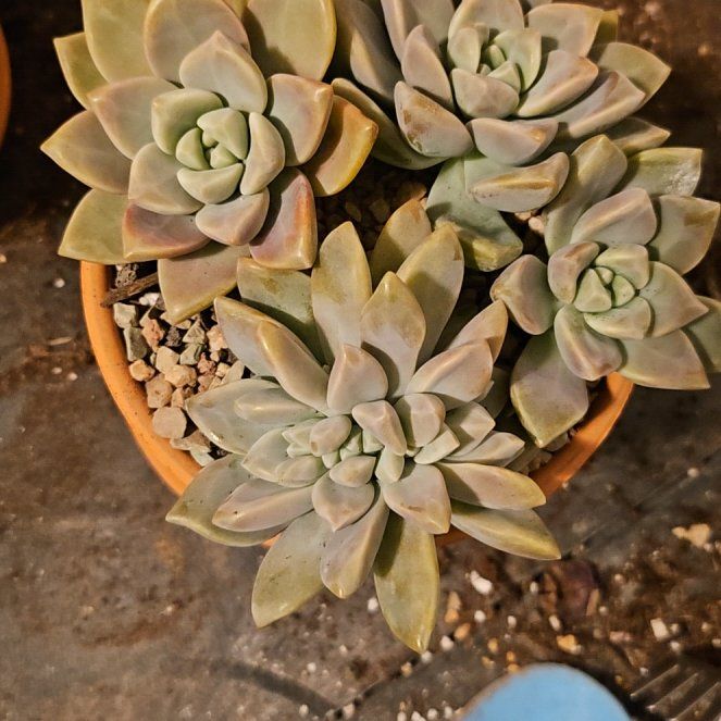 Photo of the plant species Graptosedum 'Ghosty' by @Heisenburg named Remington on Greg, the plant care app