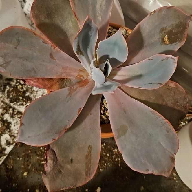 Photo of the plant species Echeveria by @Heisenburg named Fernie Saunders on Greg, the plant care app