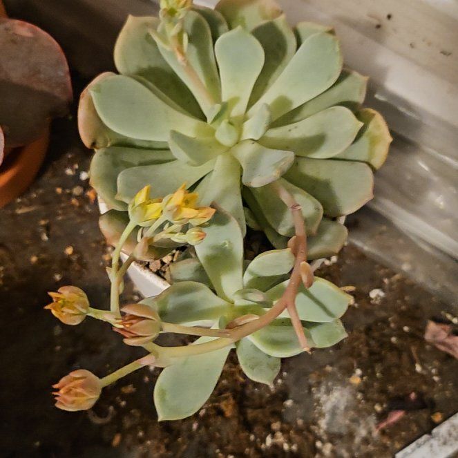 Photo of the plant species Graptoveria 'Moonglow' by @Heisenburg named Rainier on Greg, the plant care app