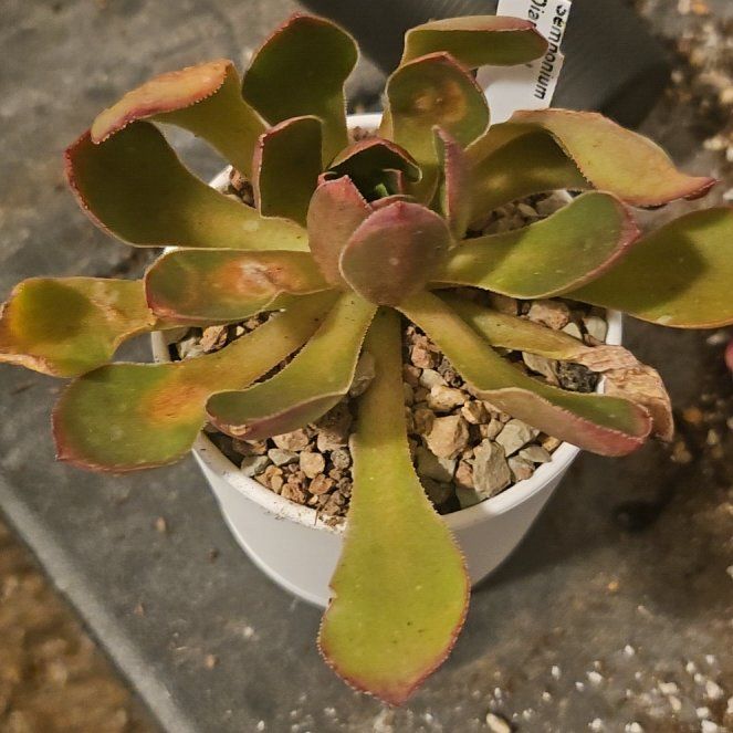 Plant care for Surreal Diamond on Greg, the plant care app