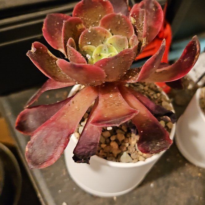 Photo of the plant species Aeonium 'Superbang' by @Heisenburg named Shakira on Greg, the plant care app