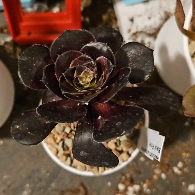 Photo of the plant species Black Rose by @Heisenburg named Anne on Greg, the plant care app