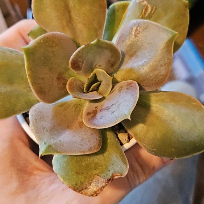 Photo of the plant species Echeveria 'Xanthe Rose' by @Heisenburg named ChloroPhil on Greg, the plant care app