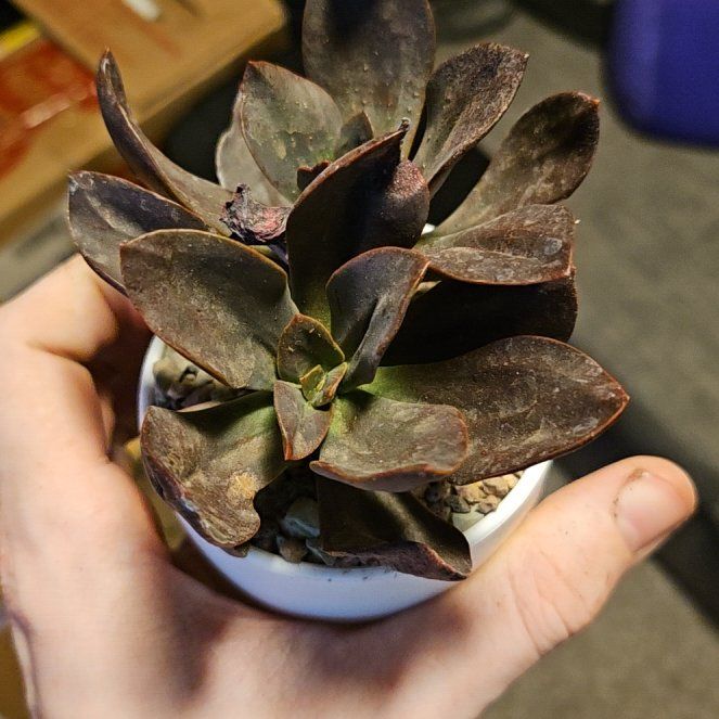 Photo of the plant species Echeveria 'Mahogany Rose' by @Heisenburg named Captain Plant-it on Greg, the plant care app
