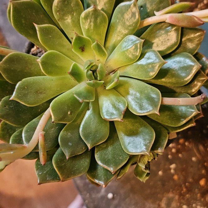 Photo of the plant species Graptoveria 'Olivia' by @Heisenburg named Mollie on Greg, the plant care app