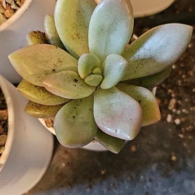 Photo of the plant species Graptoveria Ruby Donna by @Heisenburg named Rosa on Greg, the plant care app