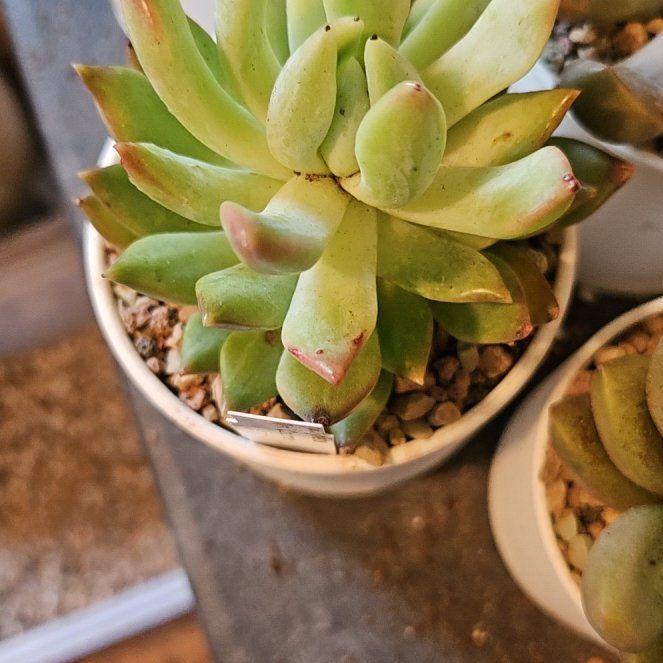 Photo of the plant species Pachyveria 'Mrs. Coombes' by @Heisenburg named Sanders on Greg, the plant care app