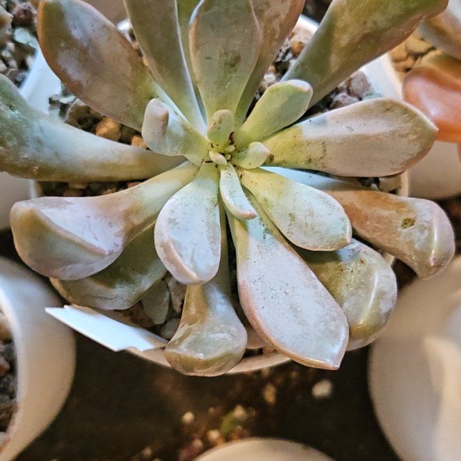 Photo of the plant species Echeveria Lilac Spoon by @Heisenburg named Denali on Greg, the plant care app