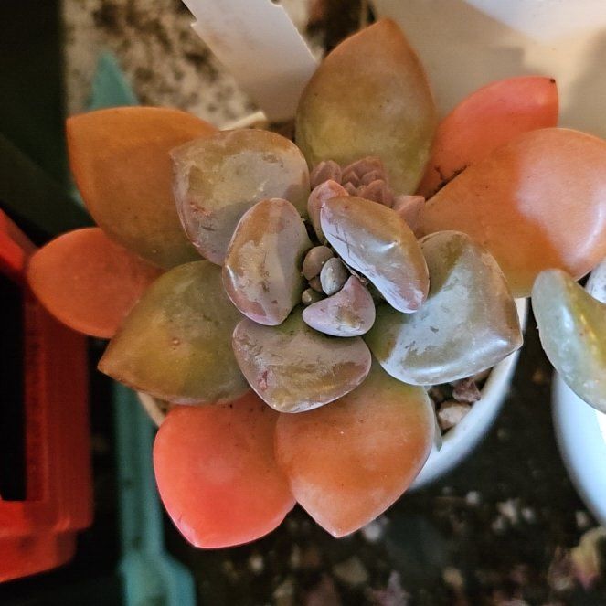 Photo of the plant species Assorted Pachyveria by @Heisenburg named Demi on Greg, the plant care app
