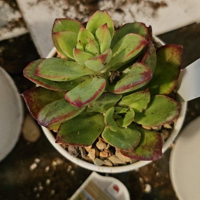 Photo of the plant species Echeveria Ana Lu by @Heisenburg named Foxxy on Greg, the plant care app
