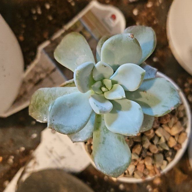 Photo of the plant species Jeweled Crown by @Heisenburg named Elle on Greg, the plant care app