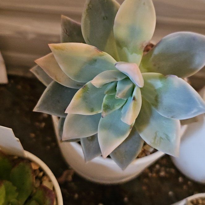 Photo of the plant species Variegated Ghost Plant by @Heisenburg named Emerson on Greg, the plant care app