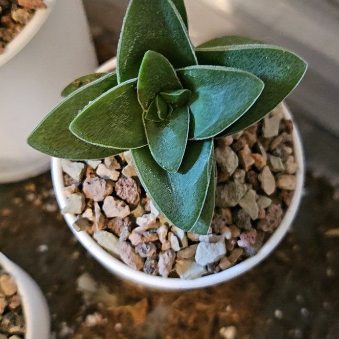 Photo of the plant species Taylor's Parches by @Heisenburg named Treeyoncé on Greg, the plant care app