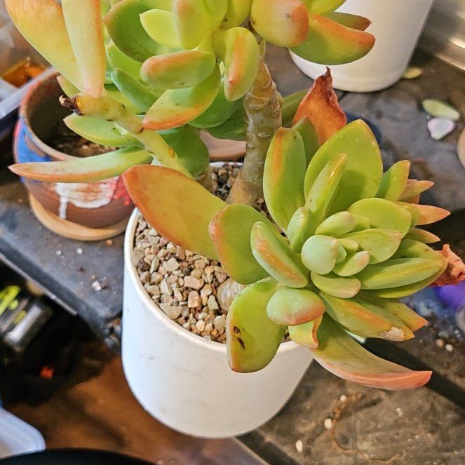 Photo of the plant species Assorted Pachyveria by @Heisenburg named Pachyveria Mango on Greg, the plant care app
