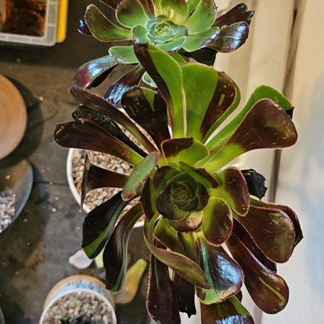 Photo of the plant species Aeonium 'Big Bang' by @Heisenburg named Aeonium Big Bang on Greg, the plant care app