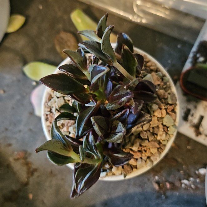 Photo of the plant species Spotted Lenophyllum by @Heisenburg named LiloStitch on Greg, the plant care app