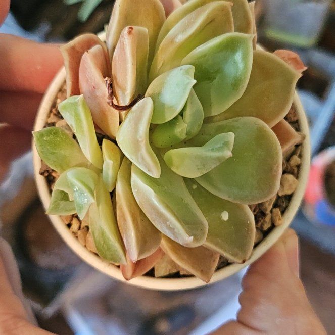 Photo of the plant species Assorted Graptoveria by @Heisenburg named Surya on Greg, the plant care app